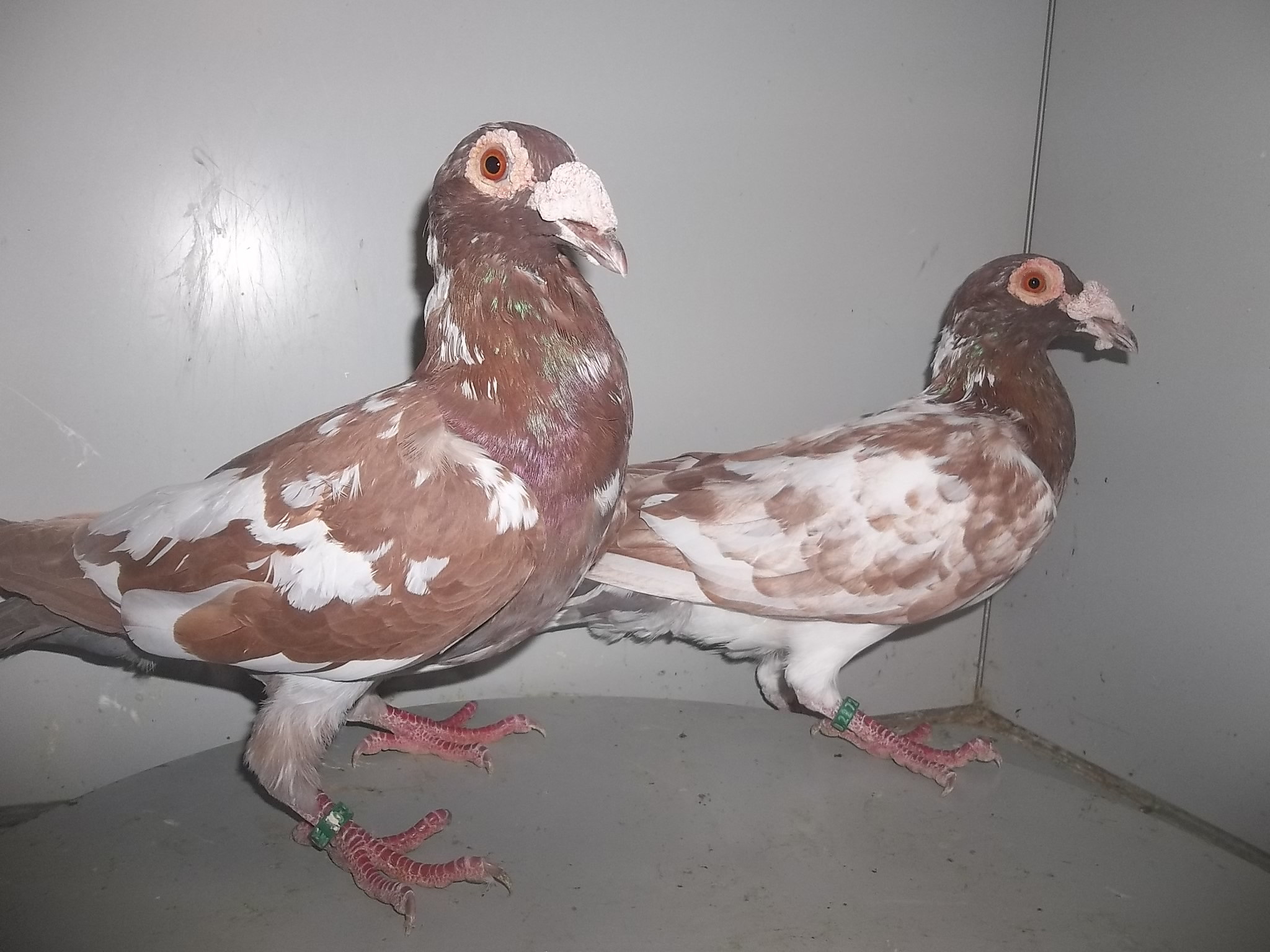 Fancy Pigeons (50 or less)
