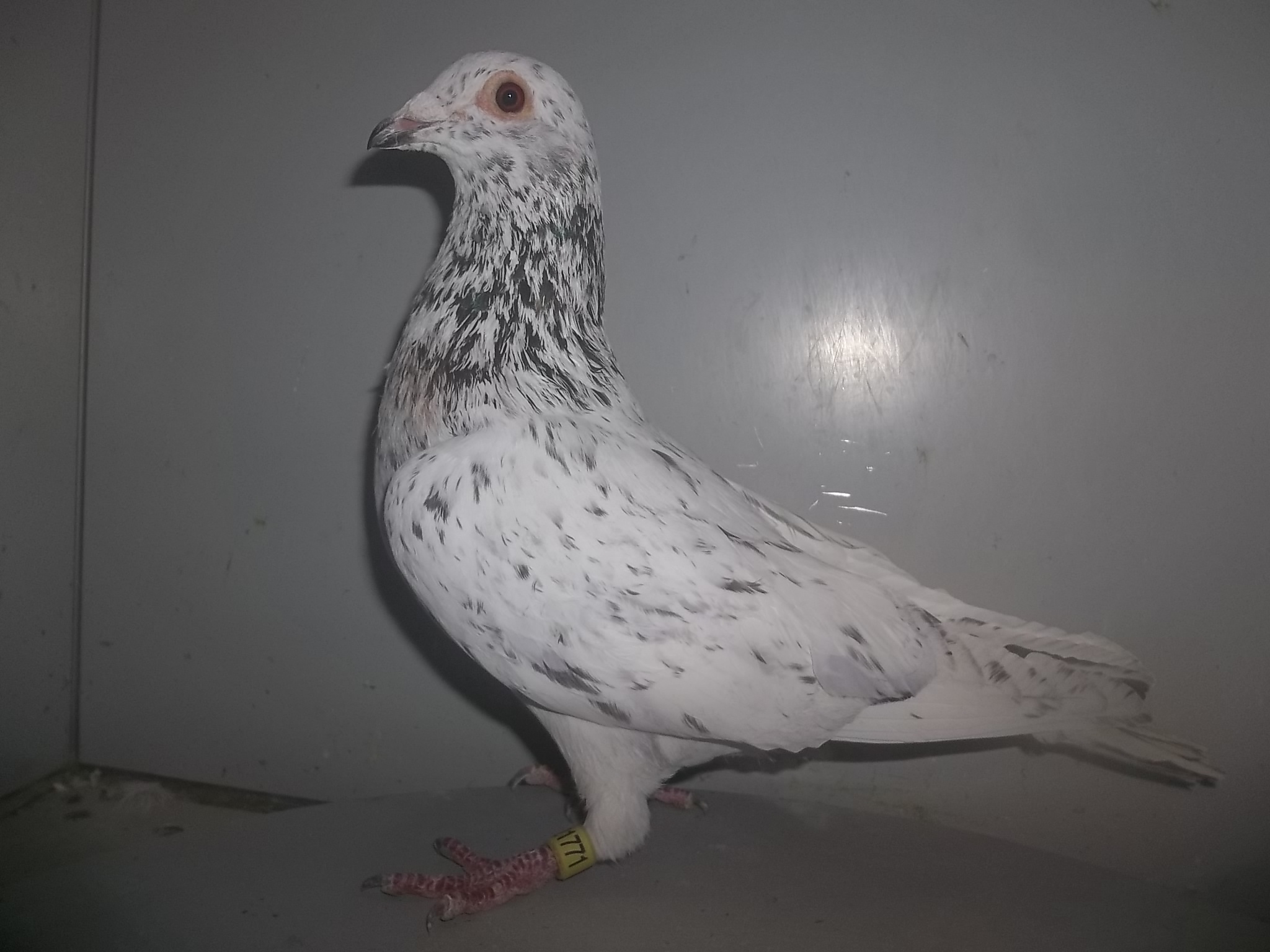 Rare Colored Homers 4Sale