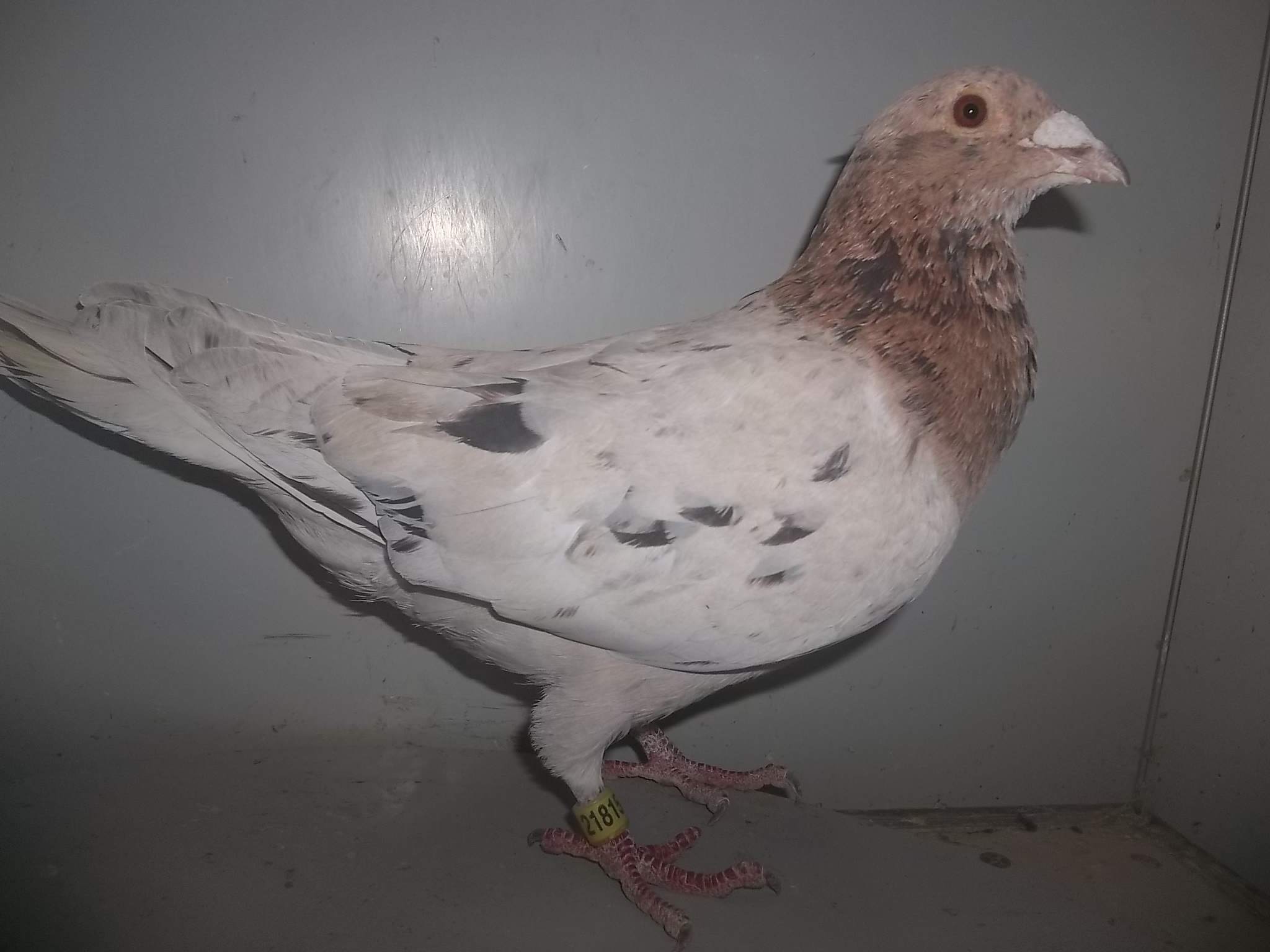 Rare Colored Homers 4Sale