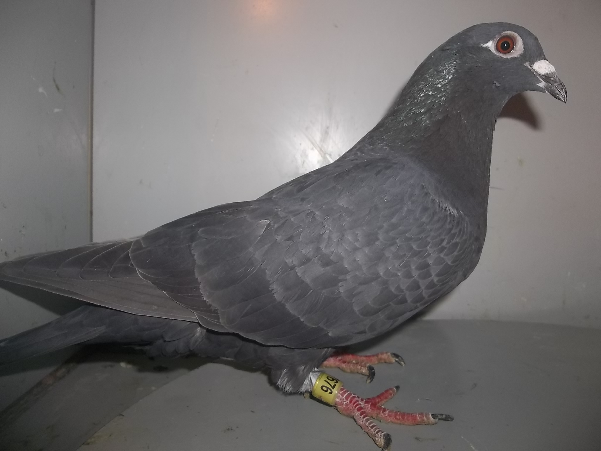 AU 14 FOYS 27676 Black Hen