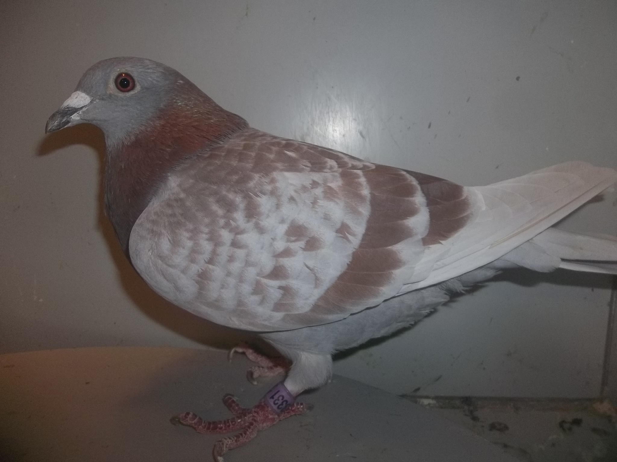 jedds pigeon