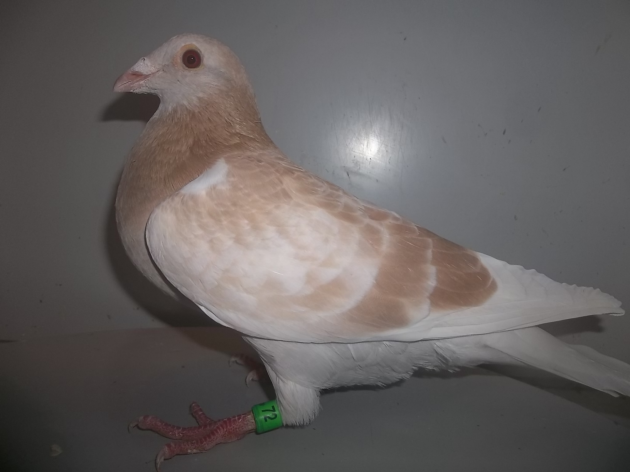 Rare Colored Homers 4Sale