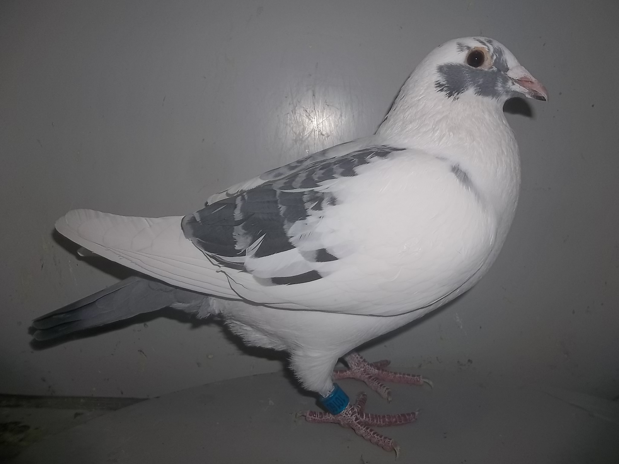 jedds pigeon