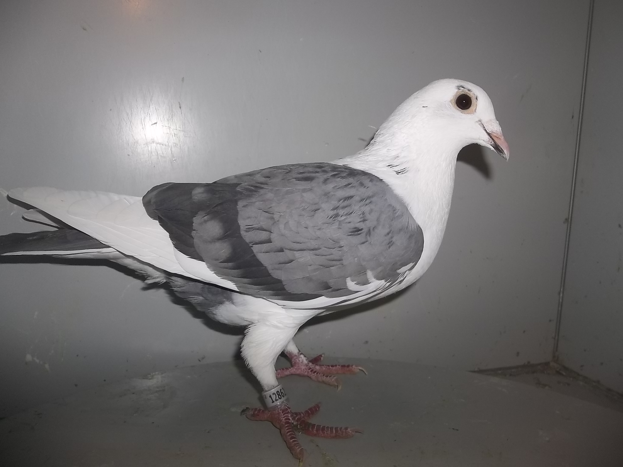 IF 12 FOYS 12862 Splash Hen